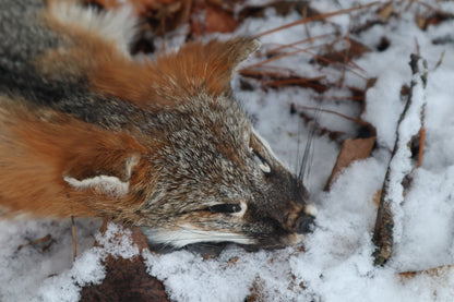 Reserved for Devyn - Gray Fox Pelt - Altar Cut