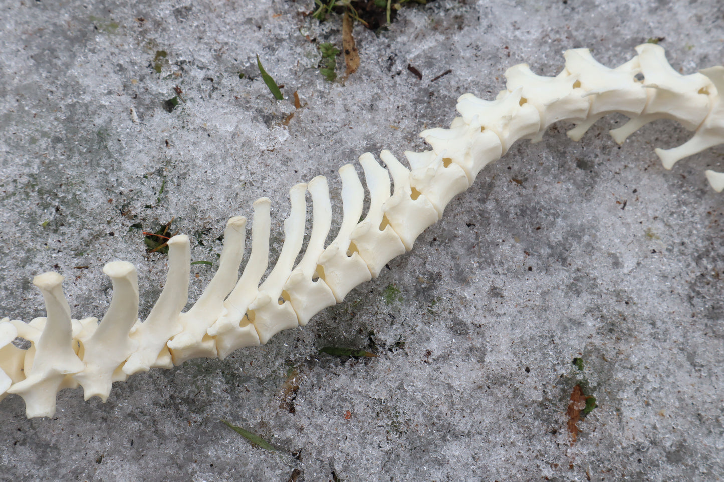 Red Fox Spinal Column Articulation