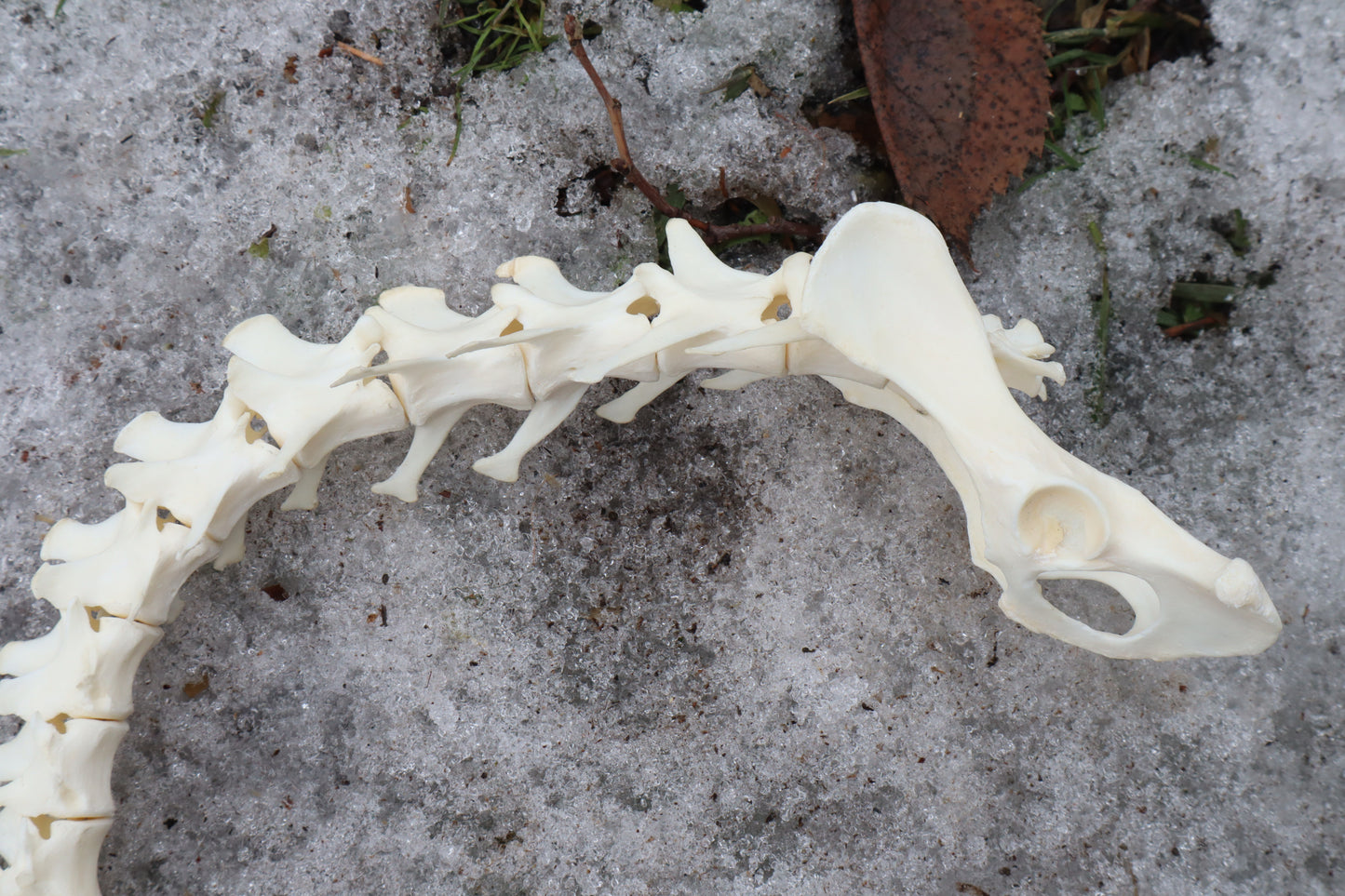 Red Fox Spinal Column Articulation