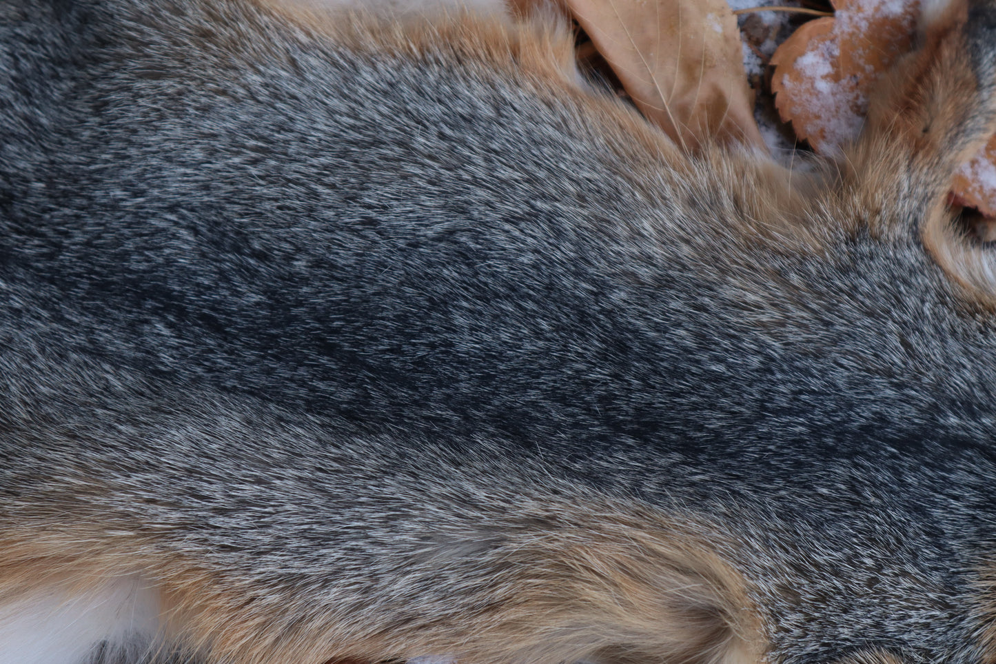 Reserved for Devyn - Gray Fox Pelt - Altar Cut