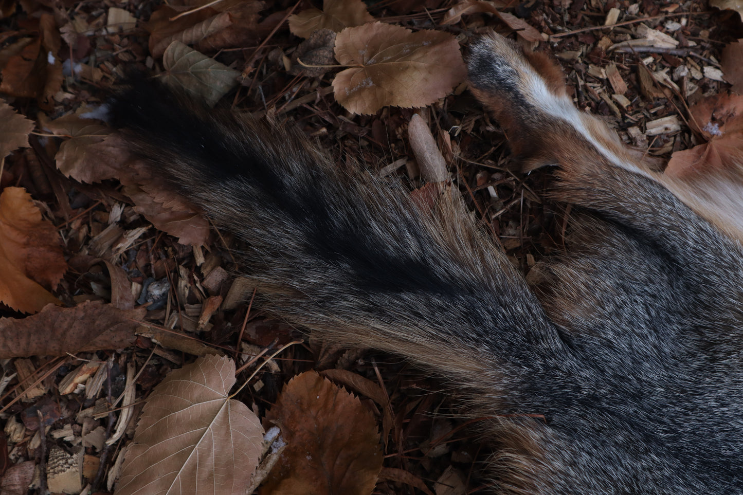 Reserved for Devyn - Gray Fox Pelt - Altar Cut