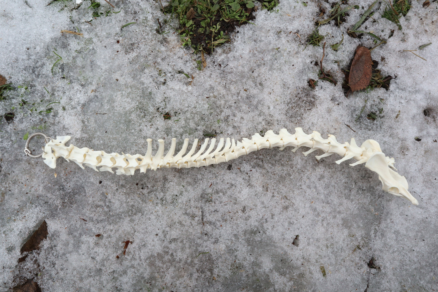Red Fox Spinal Column Articulation