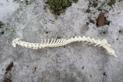 Red Fox Spinal Column Articulation