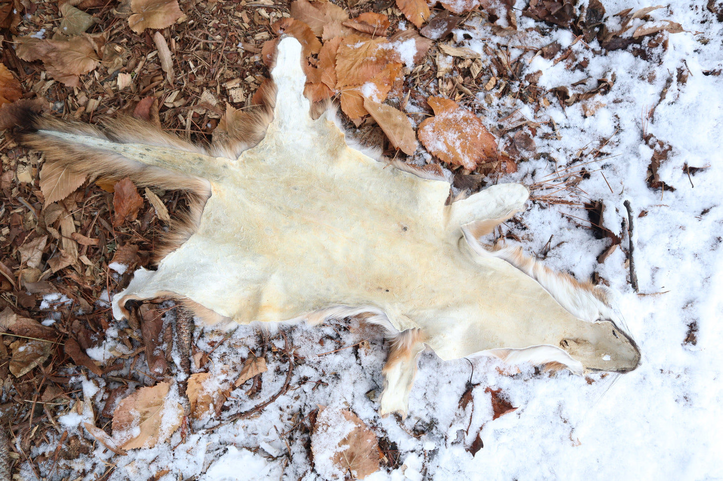 Reserved for Devyn - Gray Fox Pelt - Altar Cut