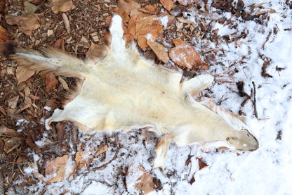 Reserved for Devyn - Gray Fox Pelt - Altar Cut