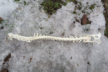 Red Fox Spinal Column Articulation