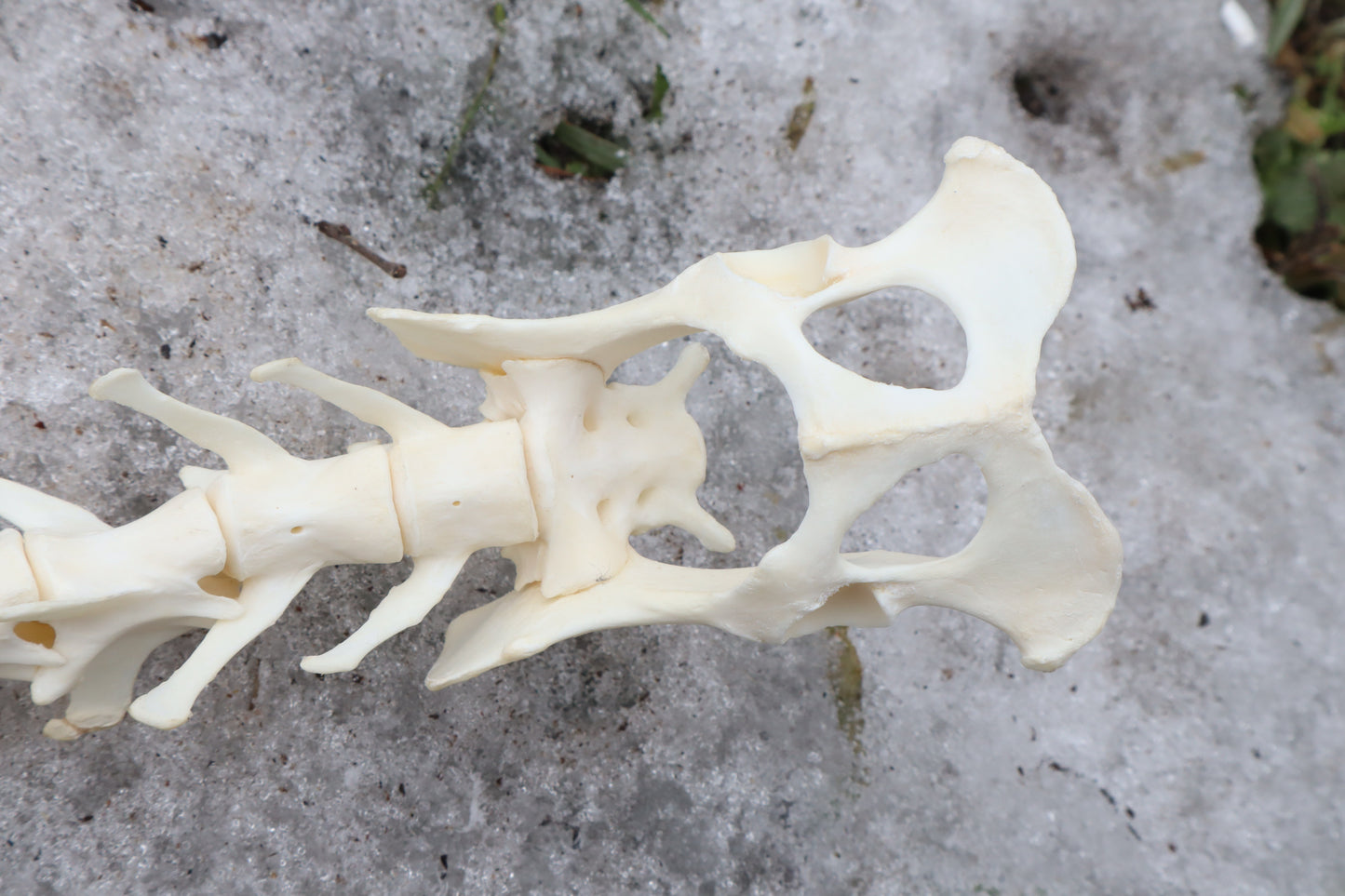 Red Fox Spinal Column Articulation