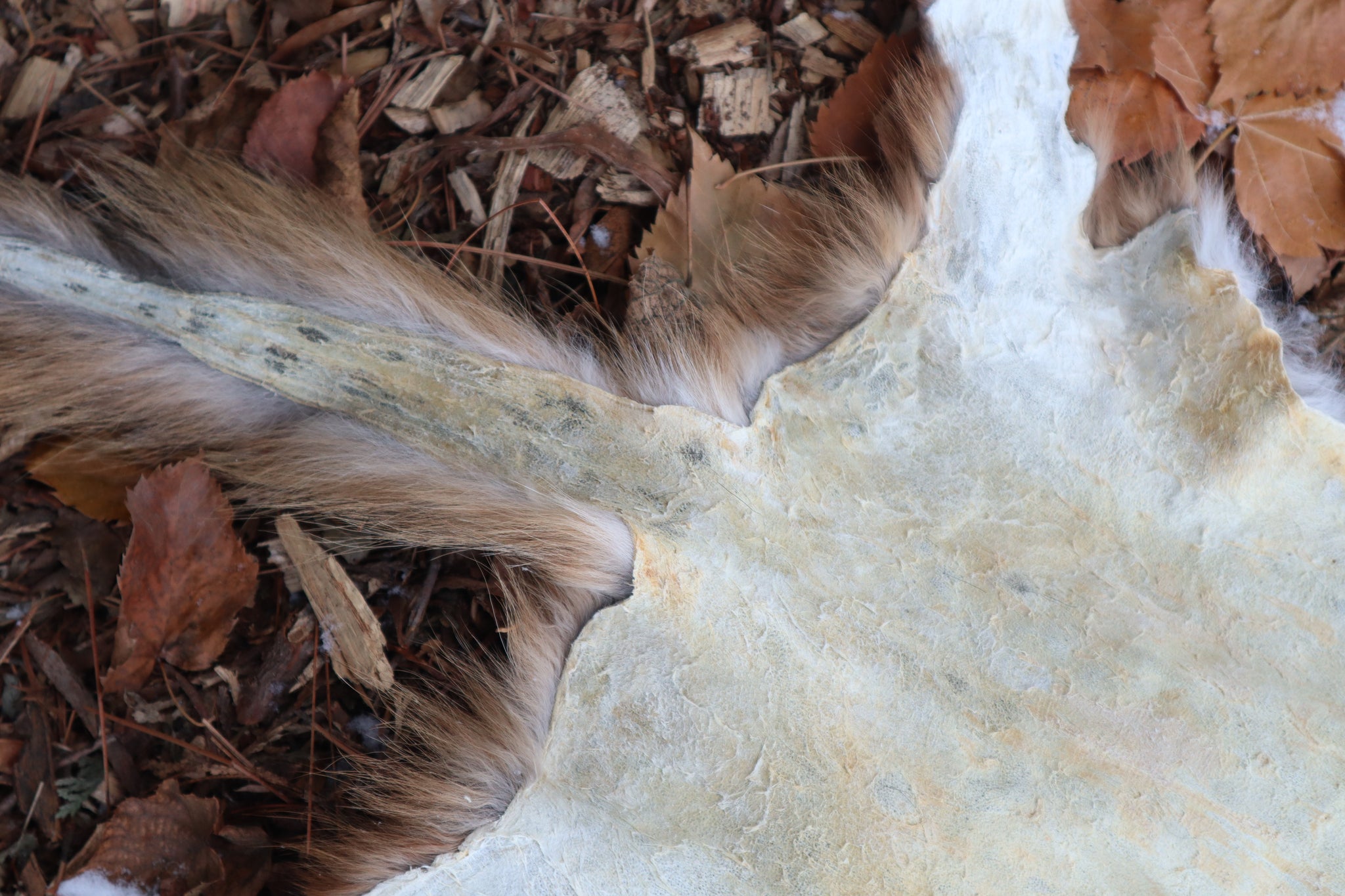 Reserved for Devyn - Gray Fox Pelt - Altar Cut