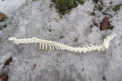 Red Fox Spinal Column Articulation