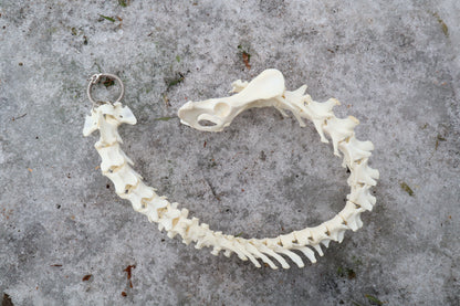 Red Fox Spinal Column Articulation