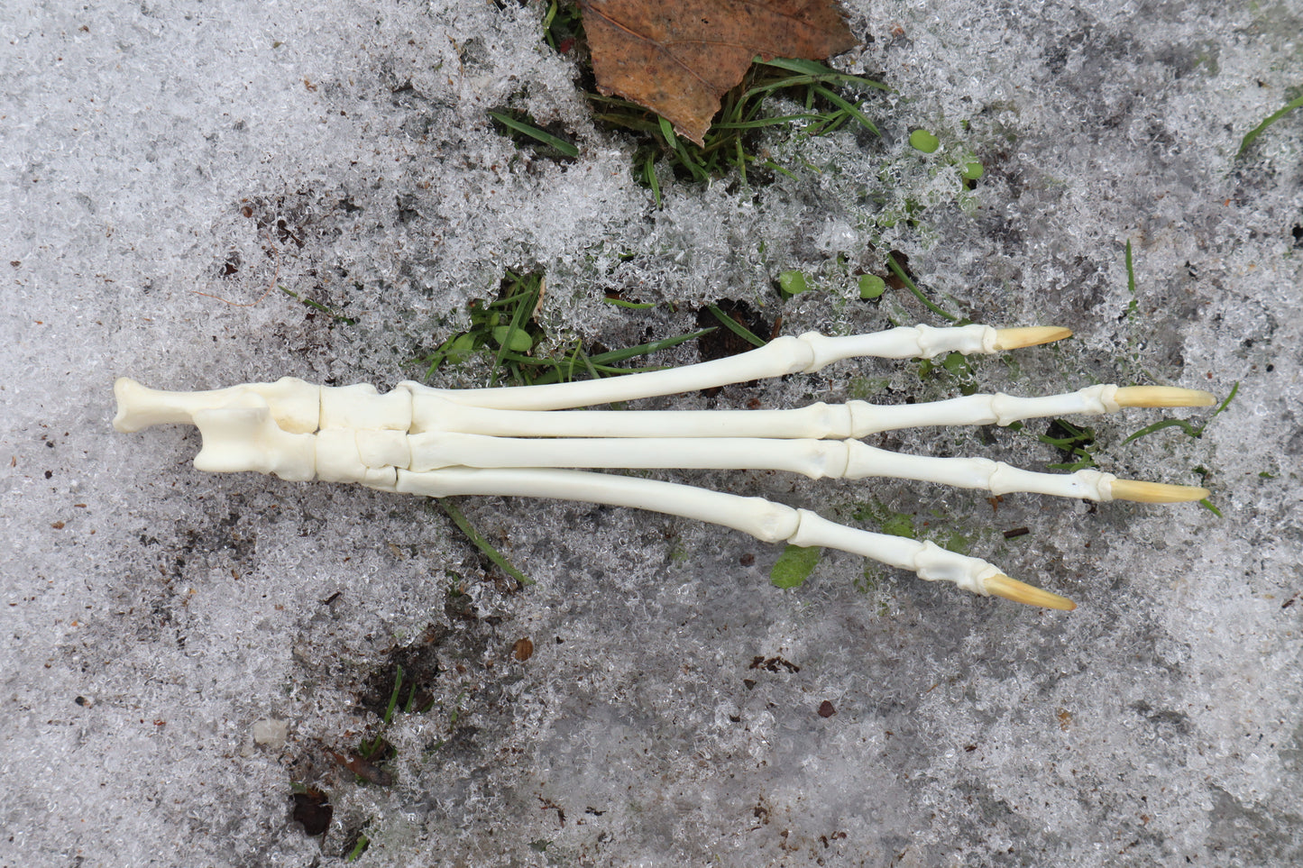 Red Fox Paw Articulation