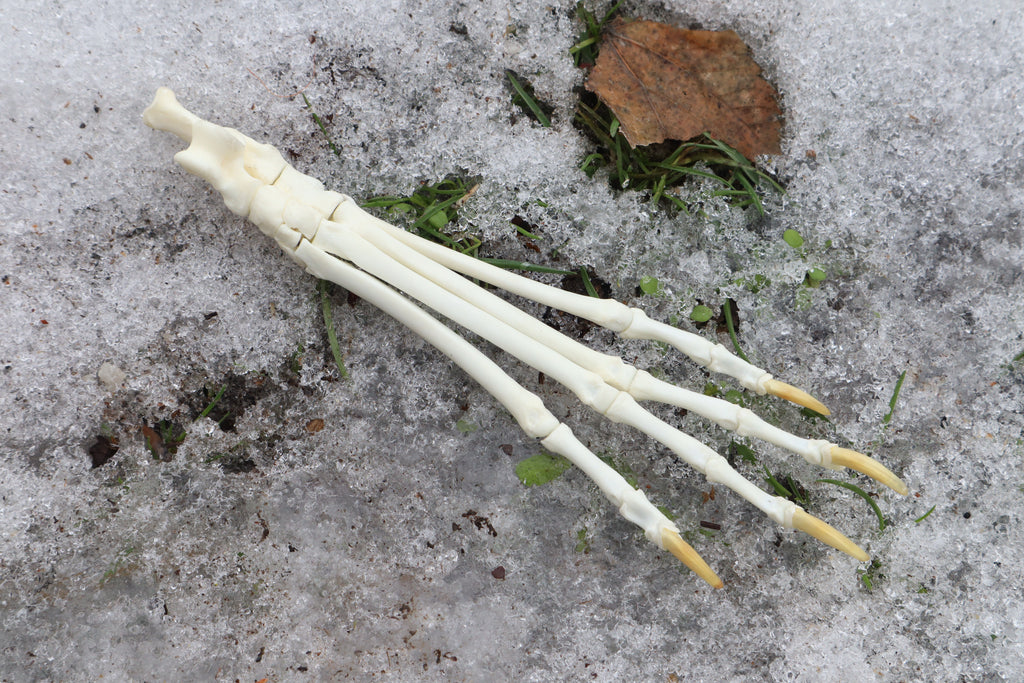 Red Fox Paw Articulation