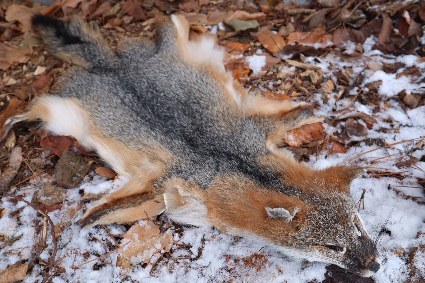 Reserved for Devyn - Gray Fox Pelt - Altar Cut