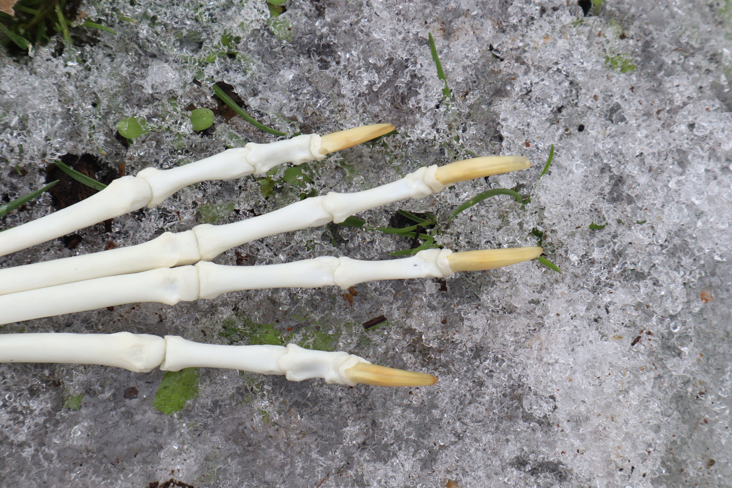 Red Fox Paw Articulation