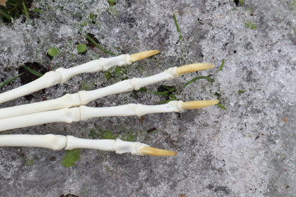 Red Fox Paw Articulation