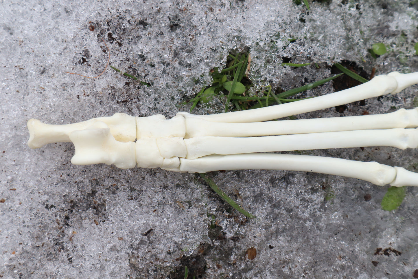 Red Fox Paw Articulation