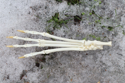 Red Fox Paw Articulation