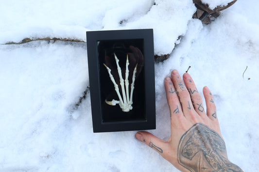Bobcat Paw Articulation