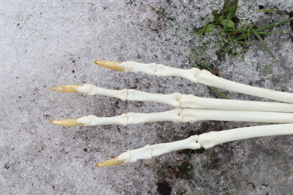 Red Fox Paw Articulation
