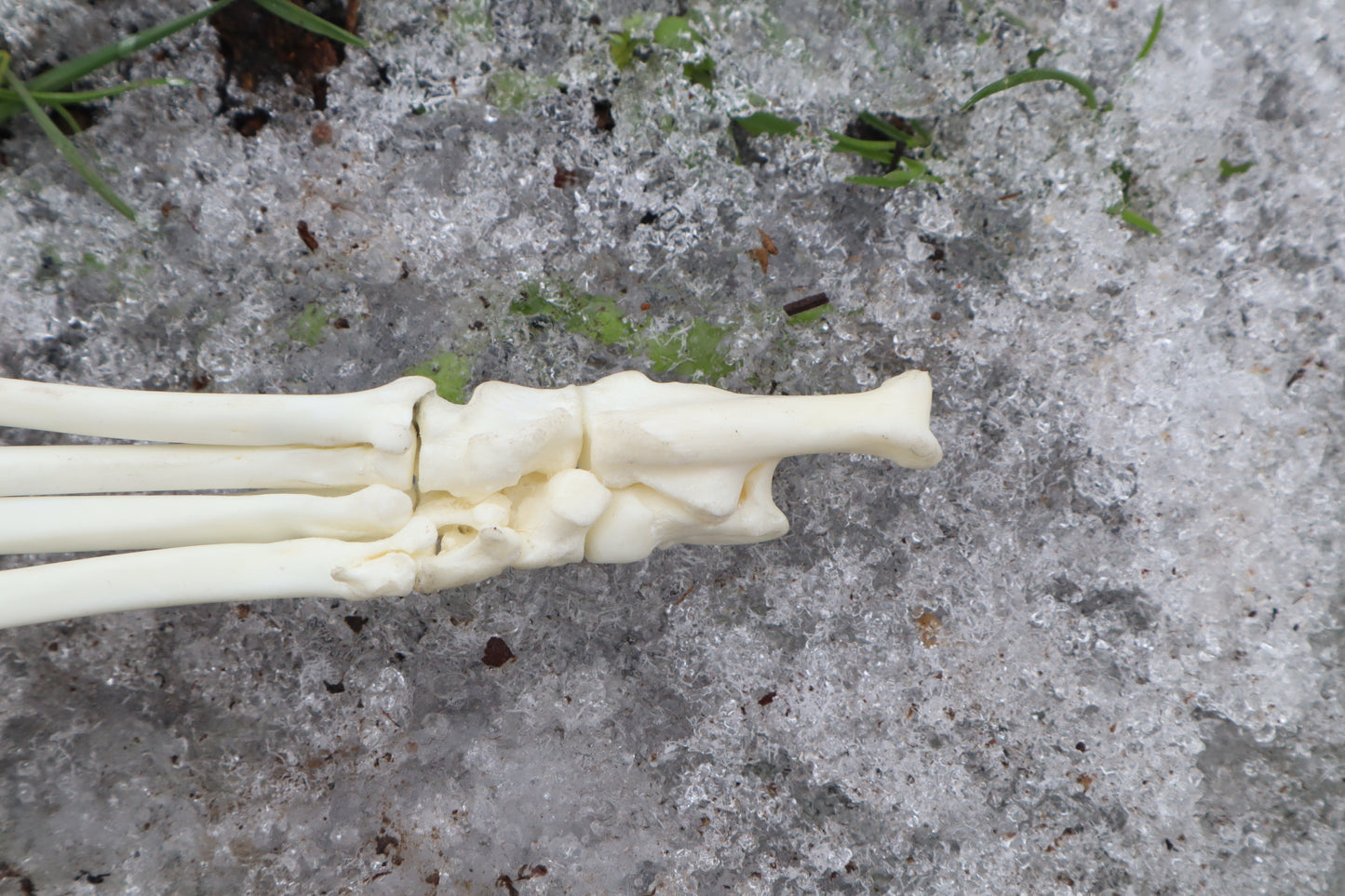 Red Fox Paw Articulation