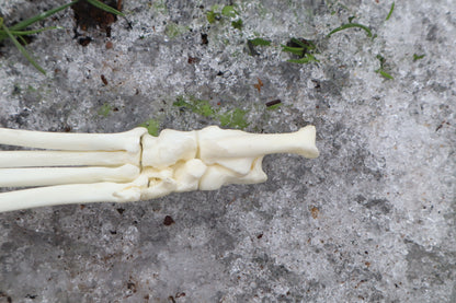 Red Fox Paw Articulation