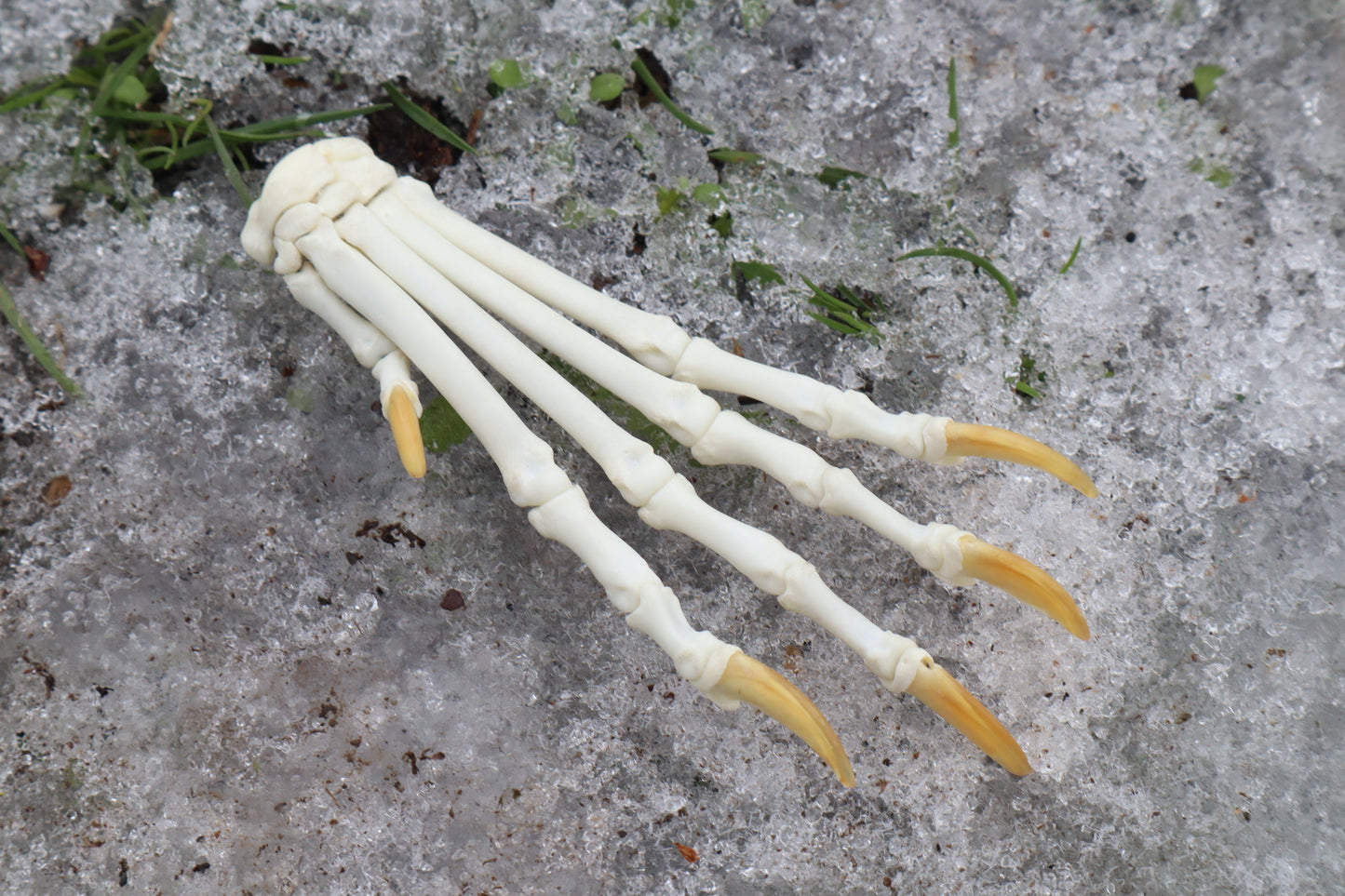 Red Fox Paw Articulation