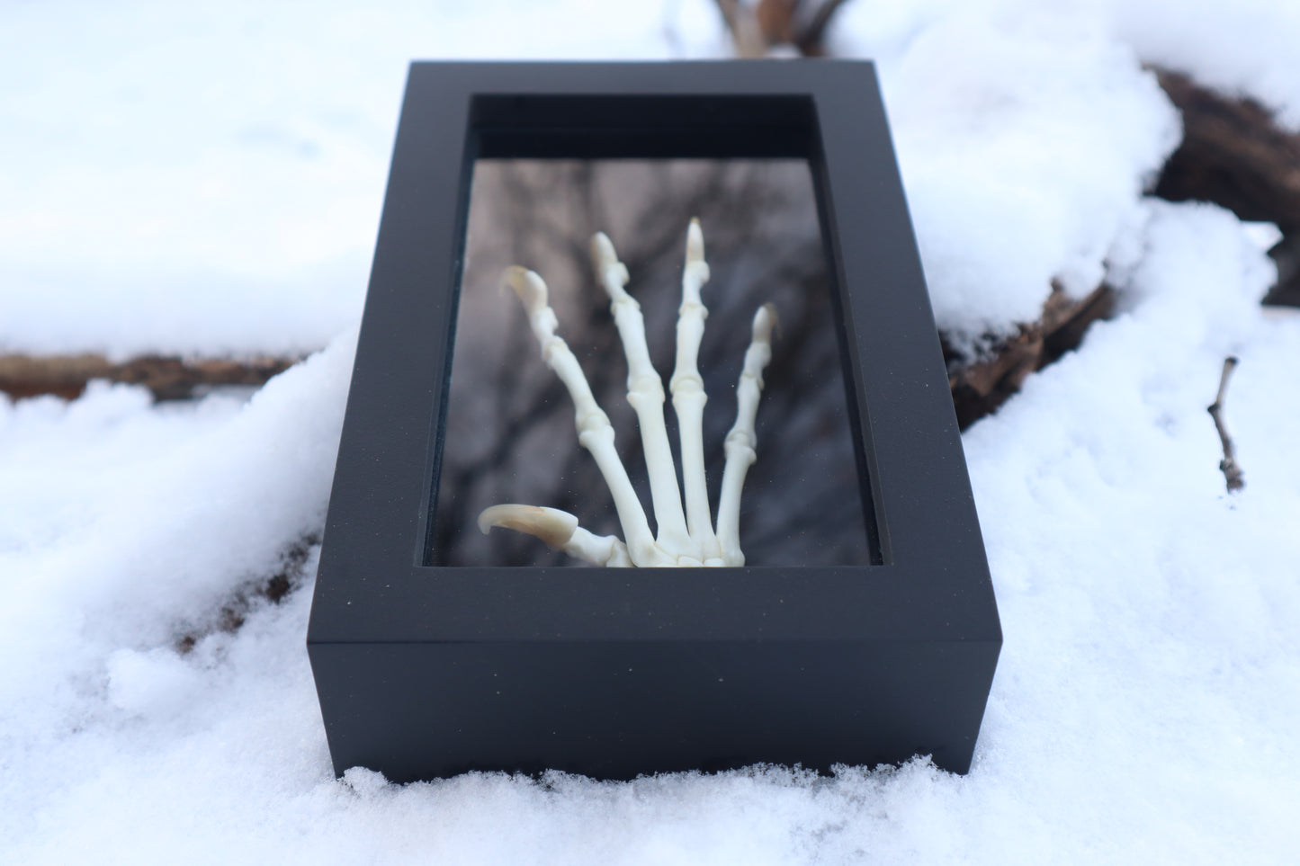 Bobcat Paw Articulation