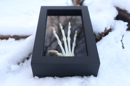 Bobcat Paw Articulation