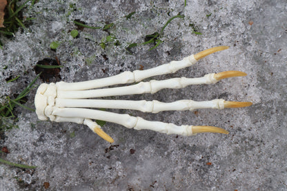 Red Fox Paw Articulation