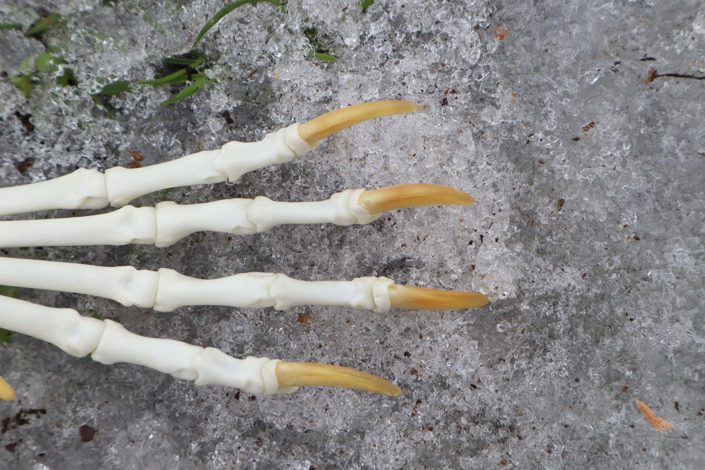 Red Fox Paw Articulation