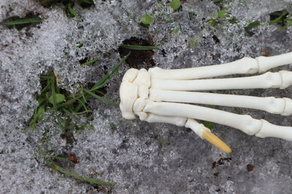 Red Fox Paw Articulation