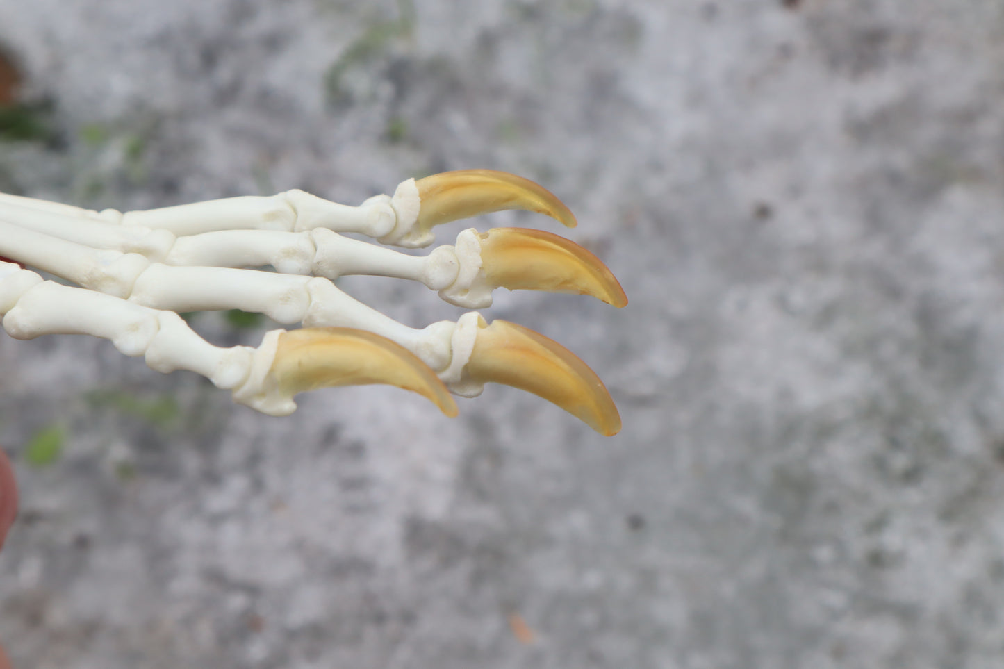 Red Fox Paw Articulation