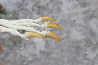 Red Fox Paw Articulation