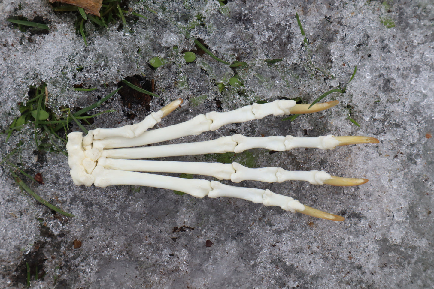Red Fox Paw Articulation