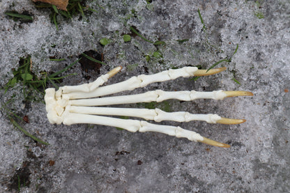 Red Fox Paw Articulation