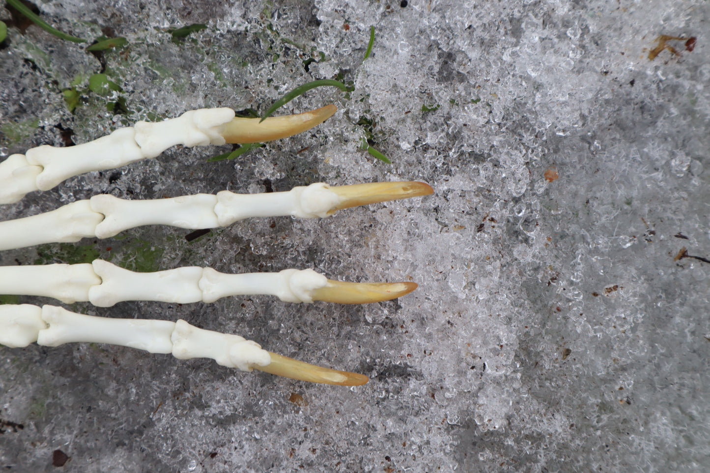 Red Fox Paw Articulation