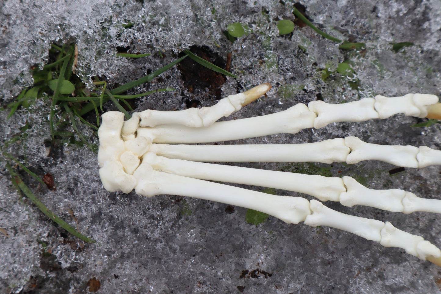 Red Fox Paw Articulation