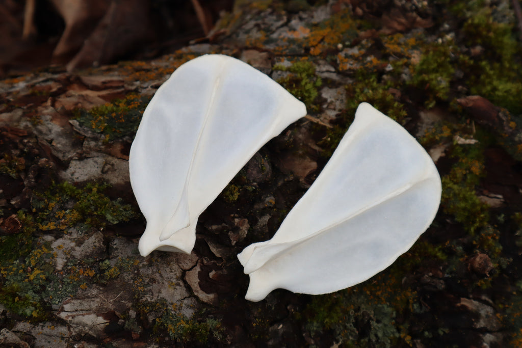 Red Fox Scapula (2)