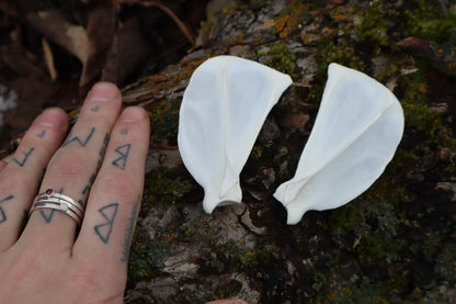 Red Fox Scapula (2)
