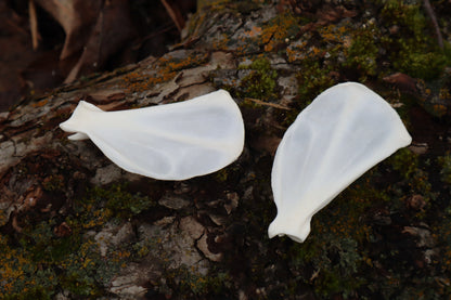 Red Fox Scapula (2)