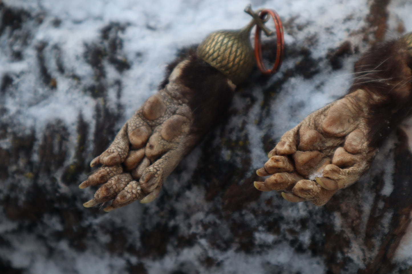 Opossum Paw Acorn Keychain