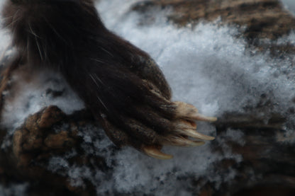 Opossum Paw Acorn Keychain