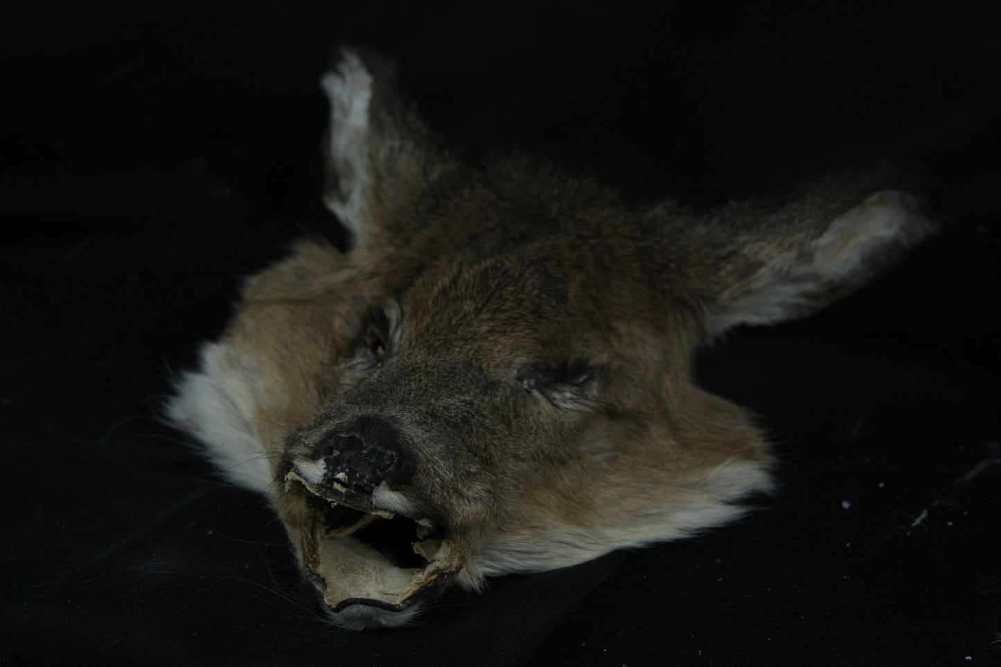 Soft Tanned Whitetail Deer Face