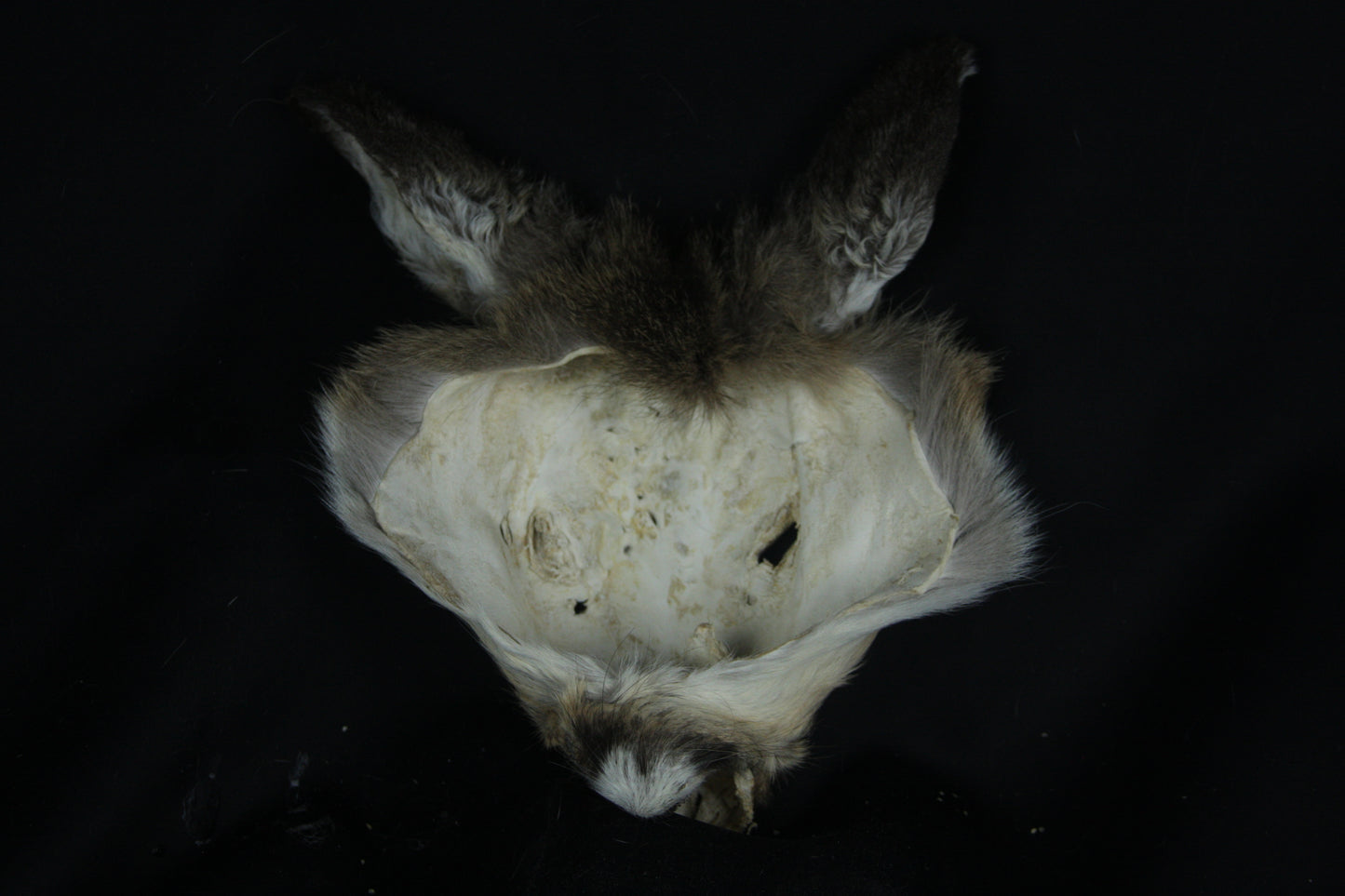 Soft Tanned Whitetail Deer Face
