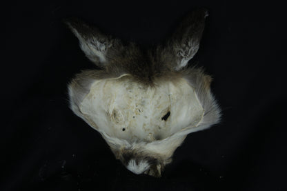 Soft Tanned Whitetail Deer Face