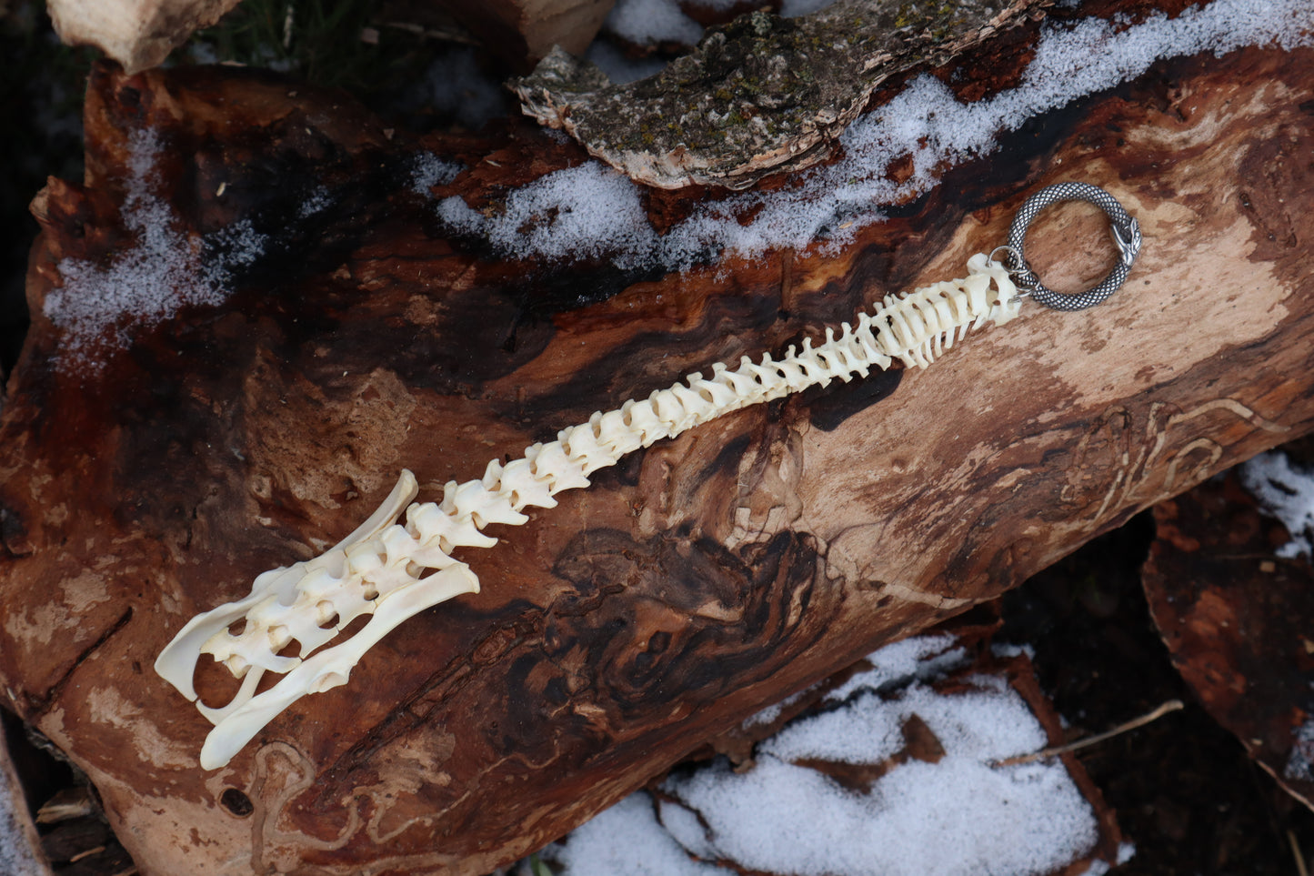 Reserved for Maya - Muskrat Spinal Column Articulation