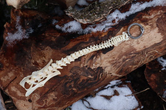 Reserved for Maya - Muskrat Spinal Column Articulation