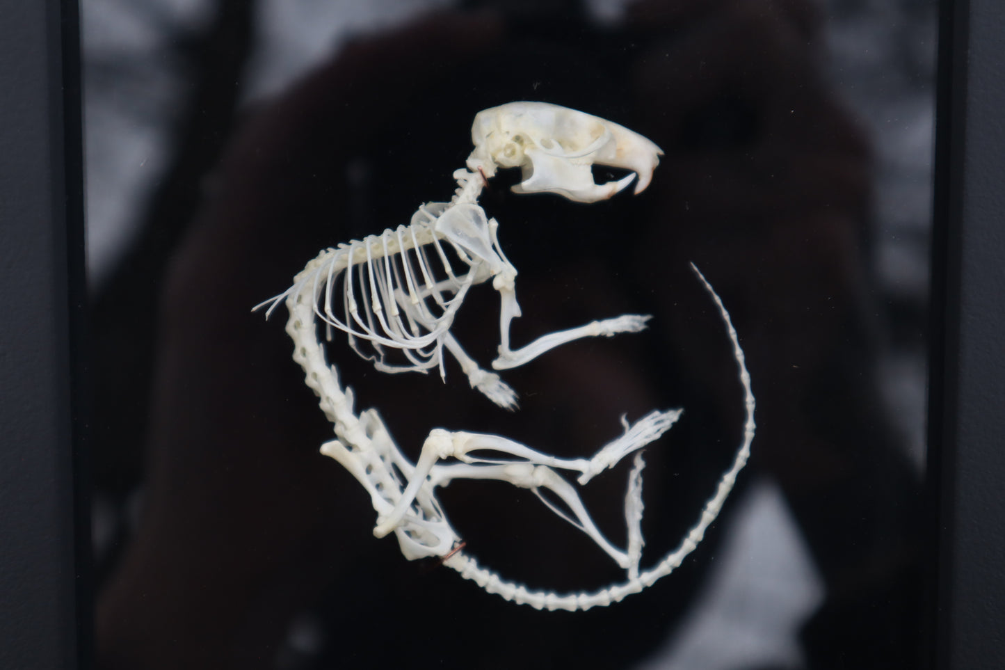 African Soft Fur Rat Articulation