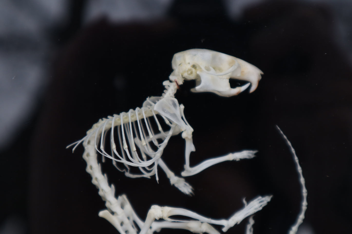 African Soft Fur Rat Articulation