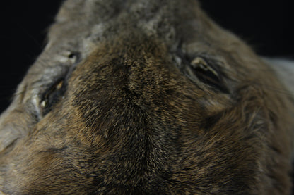 Soft Tanned Whitetail Deer Face